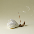 White Magnolia