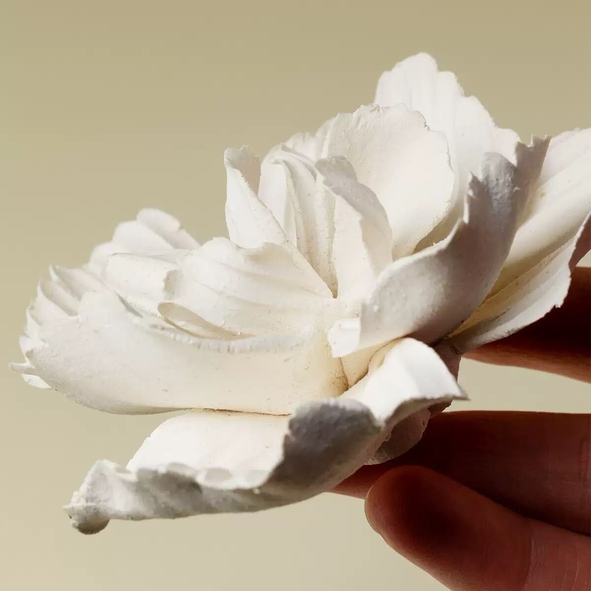 White Peony