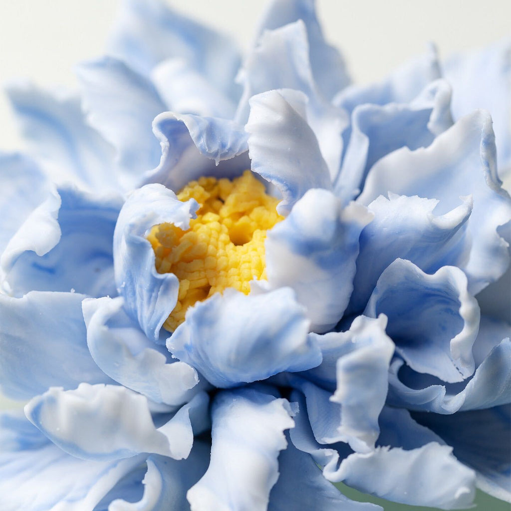 Blue Peony
