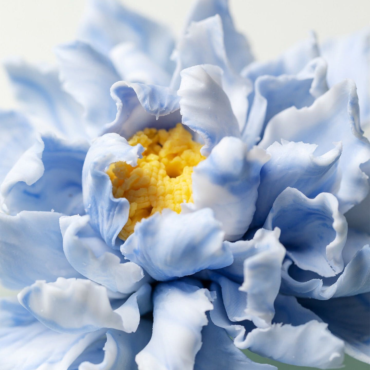 Blue Peony