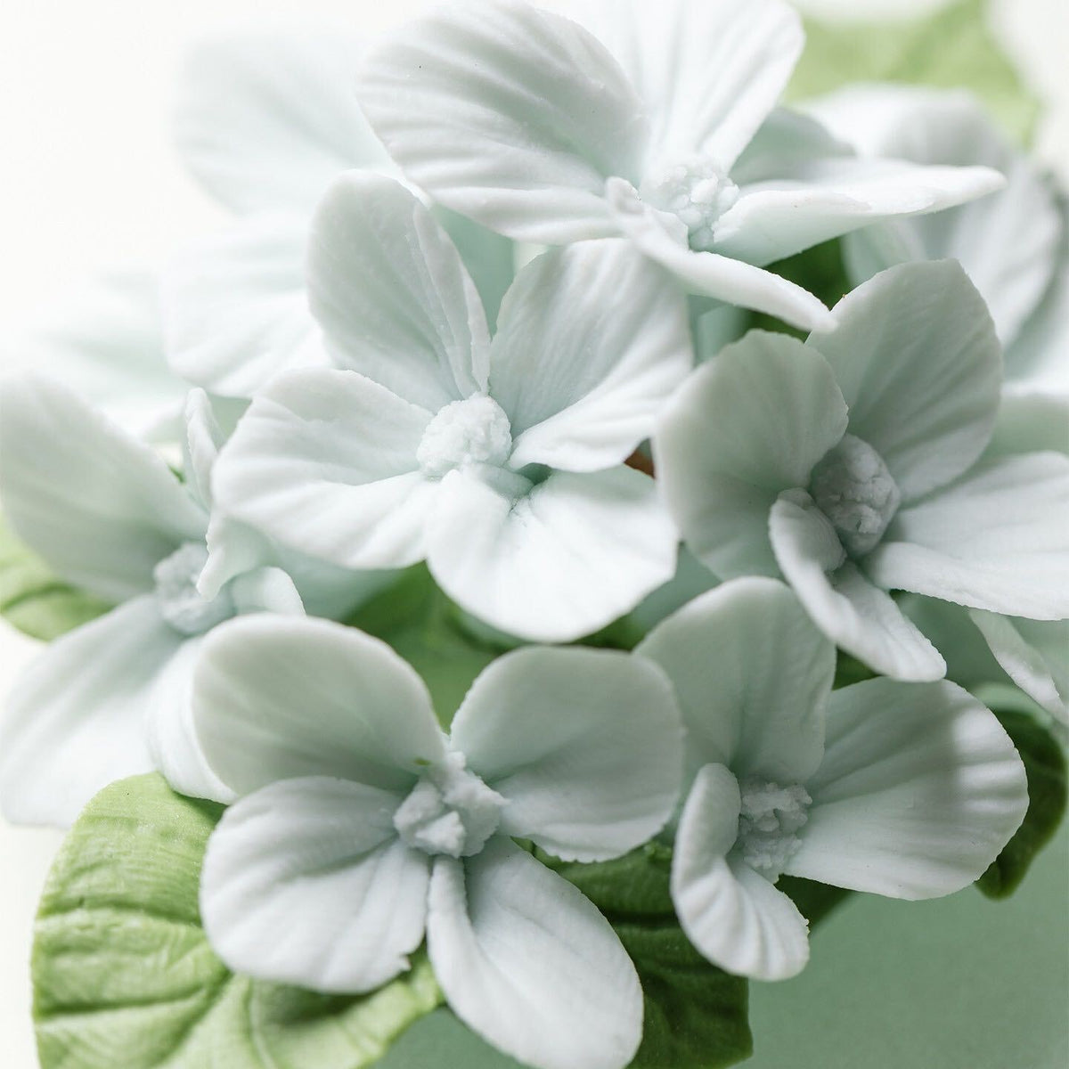 Light Blue Hydrangea