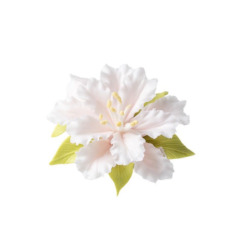 Cotton Rose Hibiscus
