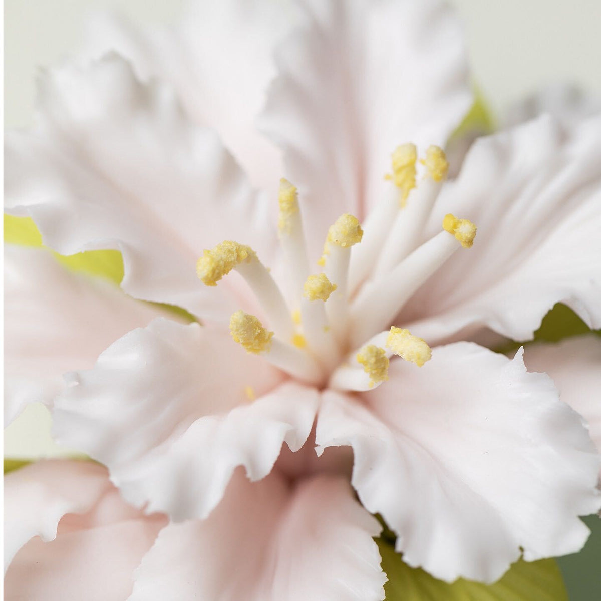Cotton Rose Hibiscus