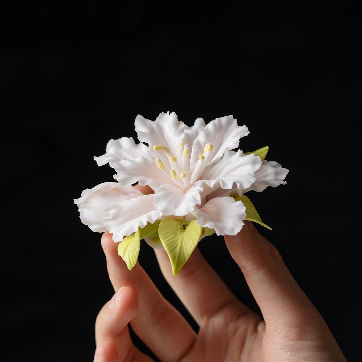 Cotton Rose Hibiscus