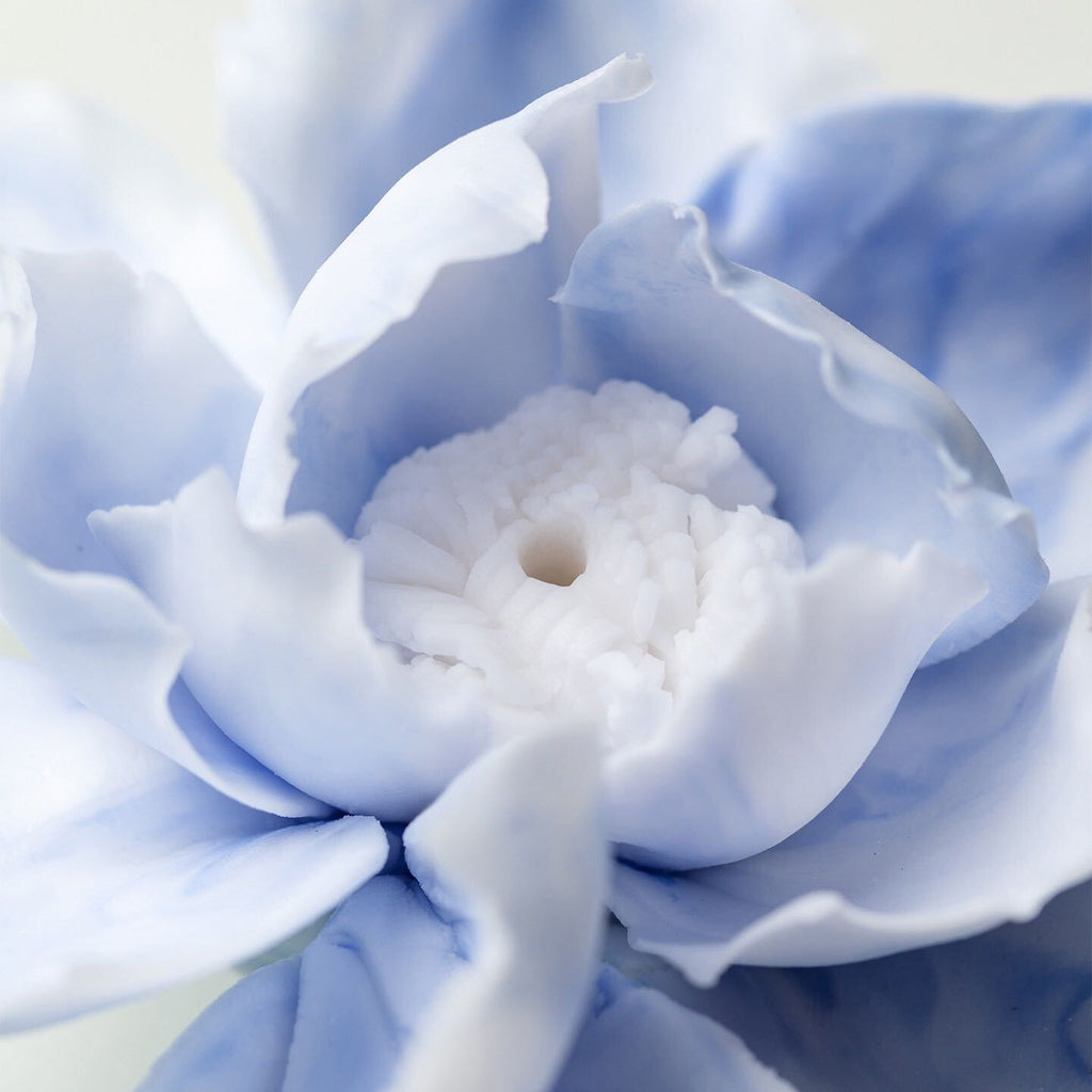 Herbaceous Peony