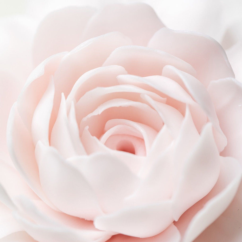 Pink Camellia