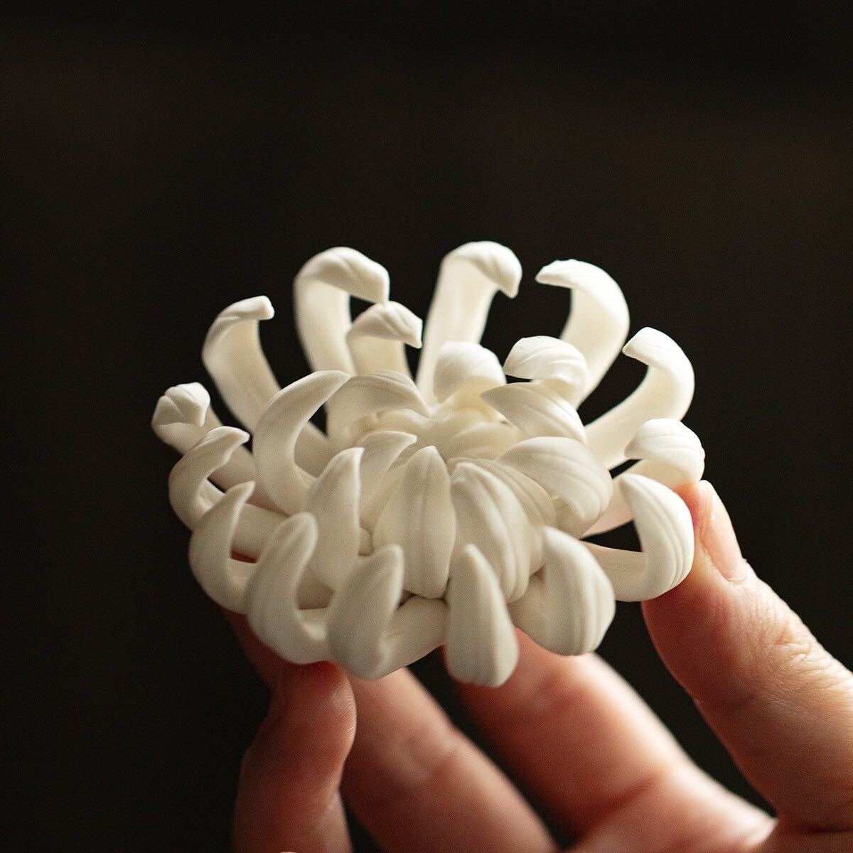 Chrysanthemum