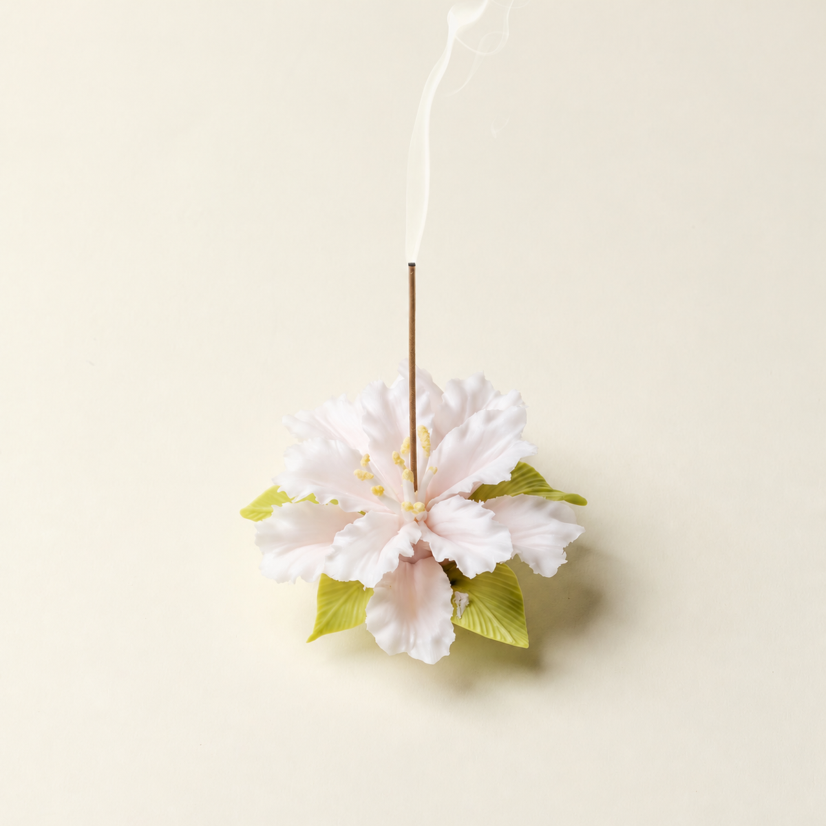 Cotton Rose Hibiscus